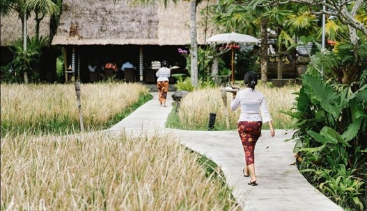 Bebek_Tepi_Sawah_Ubud